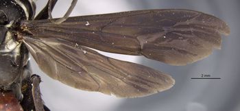 Media type: image;   Entomology 27136 Aspect: wing